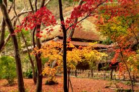 Gambar sketsa yang gampang di buat. 10 Tempat Daun Musim Gugur Di Kyoto Untuk Mengunjungi Musim Gugur Saat Ini Zekkei Japan