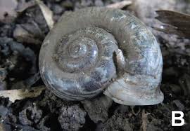 Image result for Pearsonia