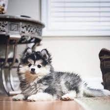 They are extra pictures and videos available for john. Siberian Husky Puppies Husky Pomeranian Teacup Pets Lovers