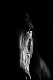 Black And White Photos Of Animals In Shadows S Chevaux 7 Horses Cute Horses Horse Portrait