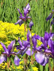 We did not find results for: Yardsmart Annuals And Perennials