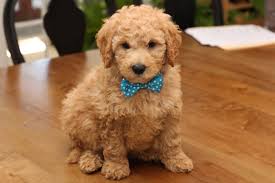 Goldendoodles puppies for sale in ohio. River Valley Goldendoodles Puppy Breeder In Ny Near Pa Near Nyc Mini Goldendoodle Puppies Goldendoodle Mini Goldendoodle