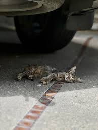 PLEASE CHECK YOUR CARS BEFORE DRIVING OFF! Like this tiny kitten, many  strays seek refuge under our cars, on top of tires, or even on top of  engines under the hood during