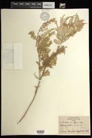 Image result for Selaginella auquieri