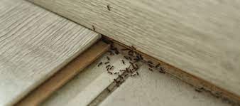 Essensreste und biomüll sind ameisenmagnete. Ameisenbefall Im Haus Tipps Und Mittel Vom Schadlingsbekampfer
