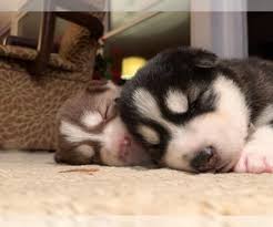 Get a boxer, husky, german shepherd, pug, and more on kijiji, canada's #1 local classifieds. View Ad Alusky Litter Of Puppies For Sale Near Florida Orlando Usa Adn 198003