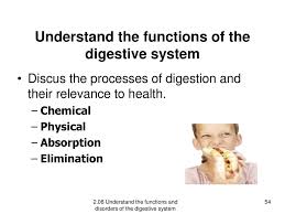 The Digestive System Ppt Download