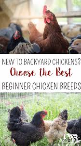 Find chickens for sale via pets4homes. New To Backyard Chickens Choose The Best Backyard Chickens For Beginners Reformation Acres Best Egg Laying Chickens Laying Chickens Egg Laying Chickens