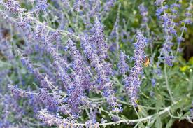 Buy russian sage ( syn. Perovskia Atriplicifolia Russian Sage