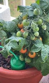 Check spelling or type a new query. Golden Fatalli 10 Seeds Gardening Plants On Carousell
