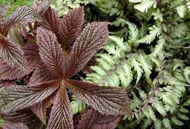 Pin On Gardening