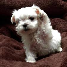 Maltese High Five Perro Maltes Perros Bichon Maltes Animales Bebe Bonitos