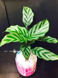 室內植物翠葉竹芋觀葉植物特有品種可水種辦公室盆栽plant bermuda arrowroot indoor 傢俬 家居 gardening plants 喺carousell plants