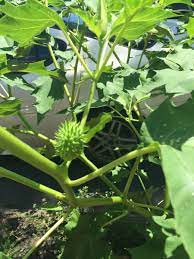 Elke dag worden duizenden nieuwe afbeeldingen van hoge kwaliteit toegevoegd. What Is This Garden Plant Datura Thriftyfun