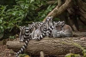 You can arrive at any time from the time stated on your booking confirmation until an hour before we close. Major Openings Planned For Chester Zoo In 2019
