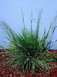 Image result for Fuirena leptostachya