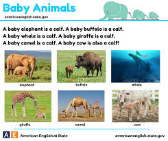 All Of The Pictured Baby Animals Are Called Calves Calves Is The Plural Of Calf Baby Cows Baby Cats Animals