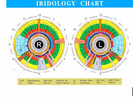 Iridology Chart How To Read Iriscope Iridology Camera