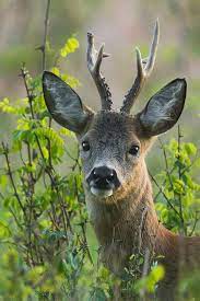 Bock Portrait Animals Beautiful Animals Wild Animals