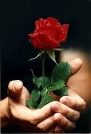 Rose wallpapers are also considered as love wallpapers for the same reason. Love You Romantic Beautiful Red Rose Image