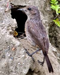 .burung kacer dan decu bakalan agar gacor new 2018 masteran decu kembang ngeplong untuk decu macet pakai suara ini burung salah nama #episode cendet kembang [best. Cara Menemukan Dan Mengetahui Tempat Sarang Burung Decu Di Habitat Aslinya Kicau Mania