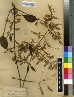 Image result for Sericostachys