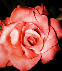 Michelle Paine Obituary