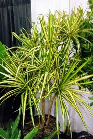 Dracaena species can be classified in two growth types: Awesome New Cultivars Of Dracaena Fragrans And Dracaena Marginata Tropical Looking Plants Other Than Palms Palmtalk