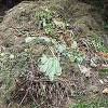 Kebun kedelai hanya menghasilkan biomas yang jauh lebih kecil (sekitar 20 persen) dari biomas yang dihasilkan kebun sawit. 1