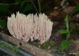 Image result for Ramaria stricta