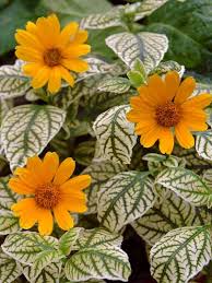 Image result for Heliopsis