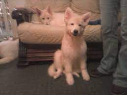 Milo is an 8 month old soft coated wheaten terrier yellow lab mix puppy for adoption in centennial co, near denver. Blonde German Shepherd Puppies Petsidi