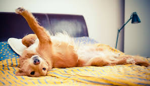 Chewing just comes naturally to your puppy. 10 Simple Ways To Dog Proof Your Furniture Puppy Leaks