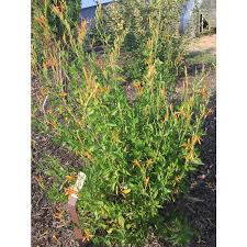 Image result for Anisacanthus