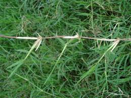 Image result for Cynodon nlemfuensis