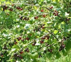 Image result for jostaberry