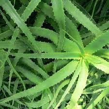 Image result for Aloe inyangensis