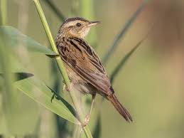 Image result for Crassocephalum paludum