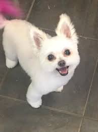 This is my baby girl, Luna Lin. I love how her groomer, Jessie from  PetSmart in Twin Falls, ID made her lashes stand out.