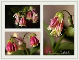 Kalanchoe Uniflora Pearl Bells Plants Flowers Succulents