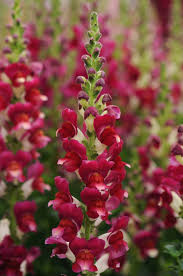 Image result for Antirrhinum
