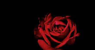 Gambar bunga mawar merah sedang kuncup masih menempel sisa sisa air pada daun daun bunga mawar. Gambar Bunga Mawar Merah Hitam Putih