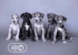 Browse thru thousands of great dane dogs for adoption near houston, texas, usa area , listed by dog rescue organizations and individuals, to find your match. Great Dane Puppies For Sale Boxer Puppies For Sale Near Me