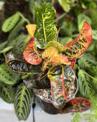 Image result for Croton dichogamus