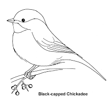 To share this activity page, please provide a link to this webpage. Chickadee Bird Coloring Pages