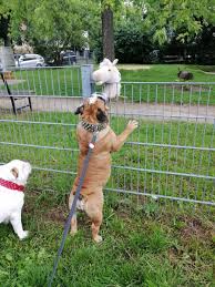 Pin Von Isabella K Auf Buldog Angielski In 2020