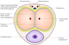 Nonsurgical Management Of Peyronie S Disease Nature Reviews Urology