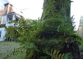 Image result for Pleopeltis  × simiana