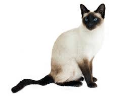 Siamese have distinctive fur colors and patterning, although there is no single coat pattern or color shared by all siamese. Siamese Cat Colors