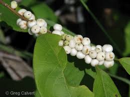 Image result for Flueggea virosa